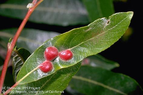 Willow leaf gall sawfly, <i>Pontania californica,</i> larvae feed within these reddish, berrylike galls.