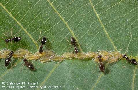 Adult honey ants, <i>Prenolepis imparis,</i> tending dusky-veined aphids,<i>Callaphis juglandis,</i> on a walnut leaf.