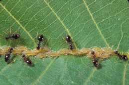 Ants tending aphids and feeding on their honeydew.