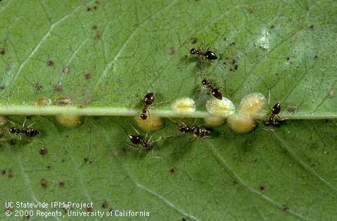 Adult honey ants tending European fruit lecanium scales.