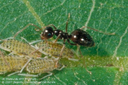 Worker of small honey ant, <I>Prenolepis imparis,</I> tending dusky-veined aphids. 