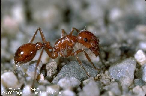 Adult California harvester ant.