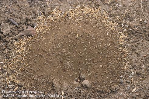 California harvester ants, <I>Pogonomyrmex californicus,</I> and their nest. 