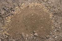 California harvester ant nest