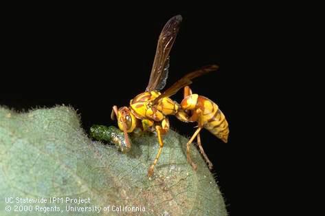 Adult paper wasp eating caterpillar in cotton.