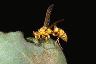 Adults of predatory wasps