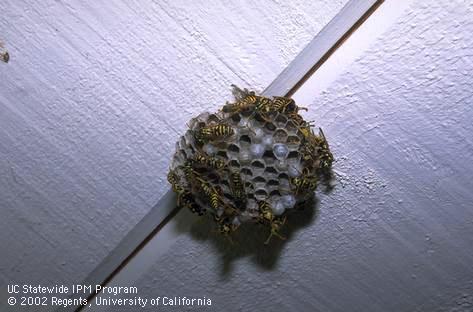 Paper wasp nest under the eaves of a house with several adults tending the larval cells.