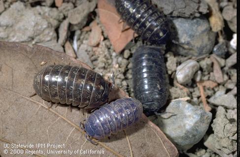 Adult pillbugs (Armadillididae).