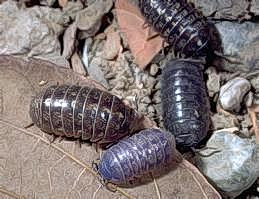 Adult pillbugs.