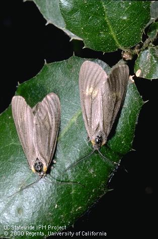 Adult California oakworm.