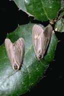 Male (bottom) and female California oakworm moths.