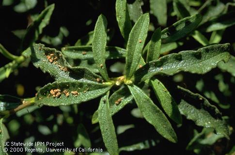 California oakworm brown frass on shrub foliage under infested oak.