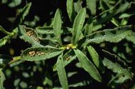 California oakworm brown frass on shrub foliage under infested oak.