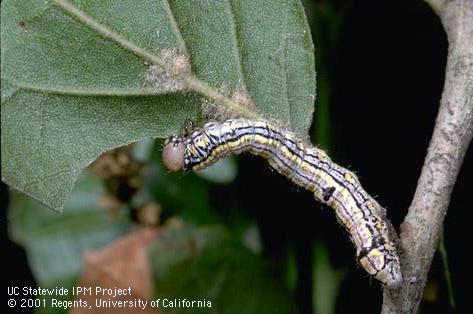 Larva of California oakworm.