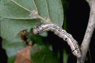 California oakworm larva