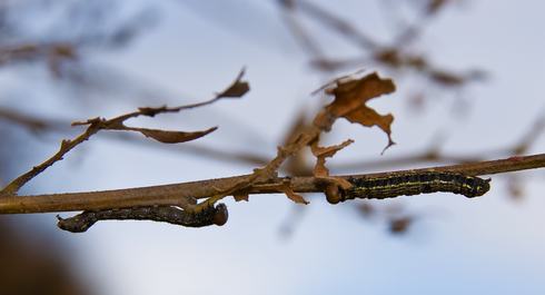 Late instar larvae of California oakworm, <i>Phryganidia californica,</i> including one that has become severely malnourished (left) on a defoliated live oak twig.