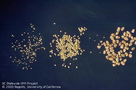 Monitoring for California oakworm.