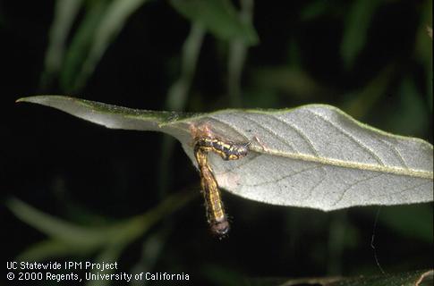 NPV-infected California oakworm.