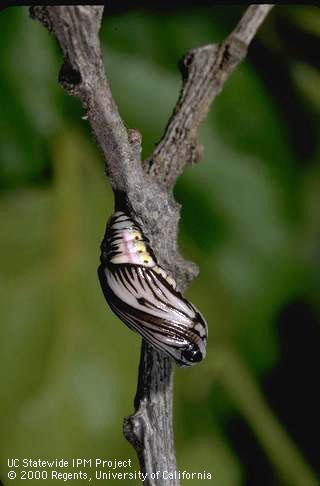 California oakworm pupa.