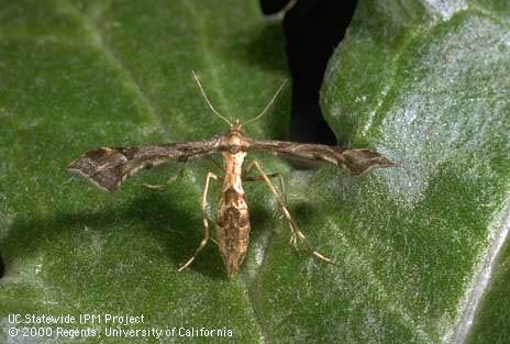 Adult artichoke plume moth, <I>Platyptilia carduidactyla.</I>.