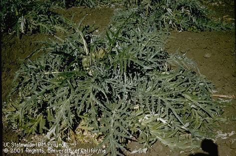 Artichoke plant with feeding damage of larvae of artichoke plume moth, <i>Platyptilia carduidactyla</i>.