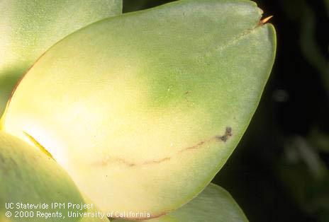 Feeding mine on inside of artichoke bract and exit hole left by first instar larva of artichoke plume moth, <I>Platyptilia carduidactyla.</I>.