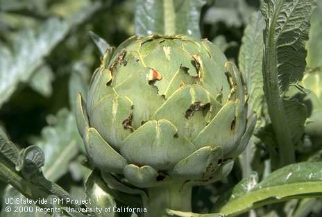 Older artichoke bud with damage caused by larvae of artichoke plume moth, <I>Platyptilia carduidactyla,</I>when the bud was small.