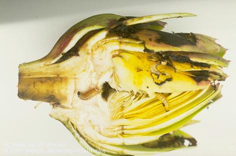 Larvae of artichoke plume moth, <i>Platyptilia carduidactyla</i>, chewing feeding on the bracts of a choke (artichoke flower bud).