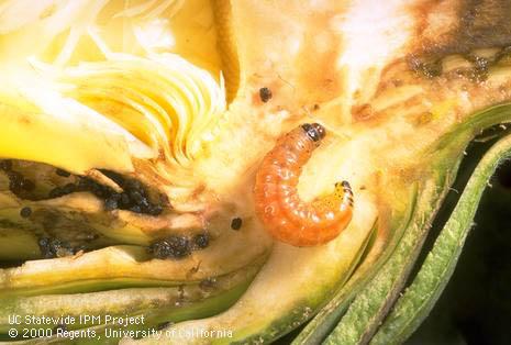 Larva of artichoke plume moth, <I>Platyptilia carduidactyla,</I>feeding inside artichoke bud.