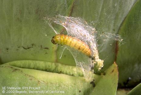 Prepupal larva of artichoke plume moth, <I>Platyptilia carduidactyla.</I>.