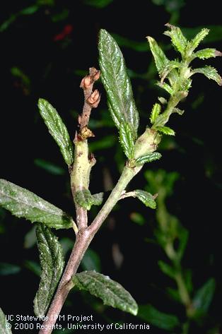 Crop damage by Ceanothus stem gall moth.