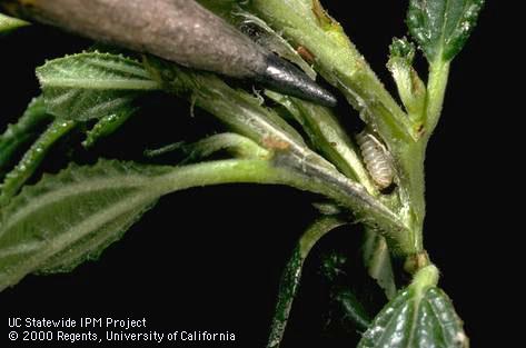 Larva of Ceanothus stem gall moth.