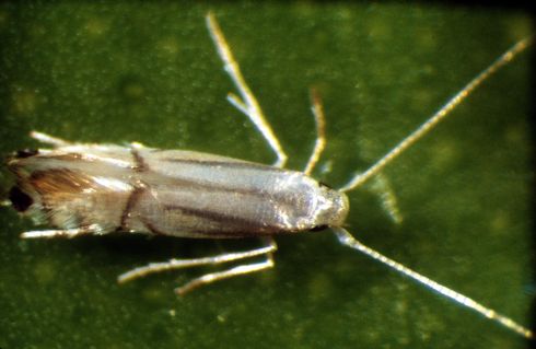 Adult citrus leafminer, <I>Phyllocnistis citrella.</I>.