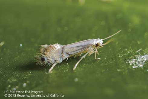 Adult citrus leafminer, <i>Phyllocnistis citrella.</i>.