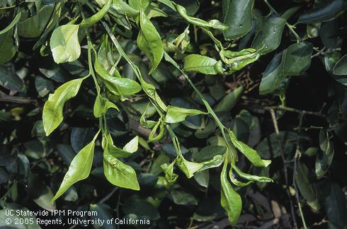 Citrus shoots damaged by citrus leafminer larvae, <I>Phyllocnistis citrella.</I> .