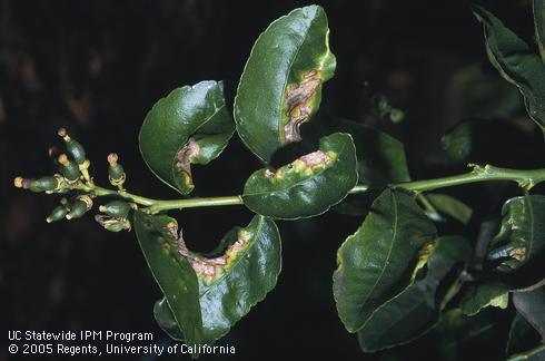 Citrus shoot damaged by citrus leafminer larvae, <I>Phyllocnistis citrella.</I> .