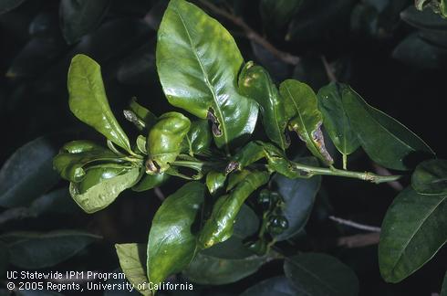 Citrus shoot damaged by citrus leafminer larvae, <I>Phyllocnistis citrella.</I> .