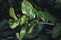 Citrus leafminer damage