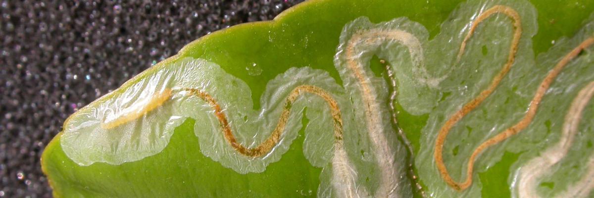 Winding pale tunnel containing dark frass from a larva of citrus leafminer feeding beneath the upper surface of a leaf.  Credit: David R. Haviland