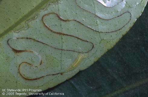 Citrus leaf with citrus leafminer larva, <I>Phyllocnistis citrella,</I> and its excrement-filled tunnel. 