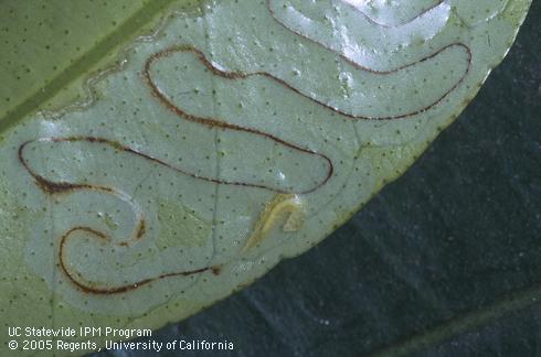 Citrus leaf with citrus leafminer larva, <I>Phyllocnistis citrella,</I> and its excrement-filled tunnel. 