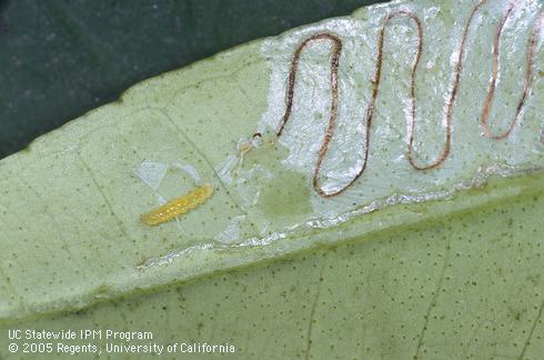 Citrus leaf with citrus leafminer larva, <I>Phyllocnistis citrella,</I> and its excrement-filled tunnel. 