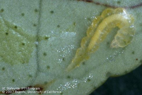 Larva of citrus leafminer, <I>Phyllocnistis citrella.</I>.