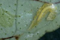 Citrus leafminer larva 