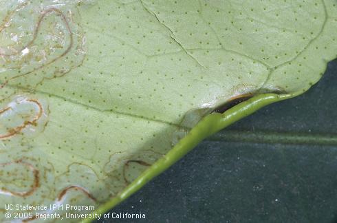 Pupa of citrus leafminer, <I>Phyllocnistis citrella.</I>  .