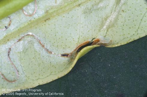 Pupa of citrus leafminer, <I>Phyllocnistis citrella.</I>  .