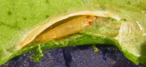 Pupa of citrus leafminer, <I>Phyllocnistis citrella,</I> inside its leaf tunnel.