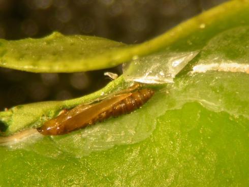 Orangish pupa of a citrus leafminer, <I>Phyllocnistis citrella,</I> inside a rolled leaf edge where it is changing from a larva into an adult moth.