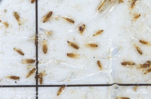 Adults of citrus leafminer, <I>Phyllocnistis citrella</I>, caught in pheromone-baited sticky tap. Light brown, tiny moths on sticky card relative to black grid lines marked in 1-inch squares.