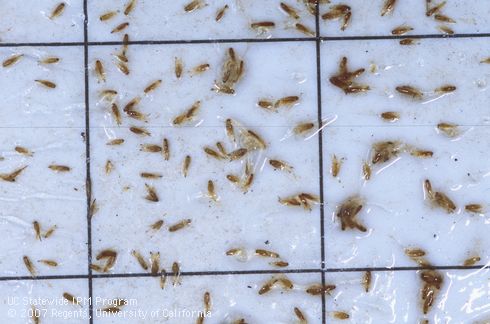 Adults of citrus leafminer, <I>Phyllocnistis citrella</I>, caught in pheromone-baited sticky trap. Light brown, tiny moths on white card relative to black grid lines marked in 1-inch squares.